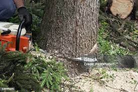 How Our Tree Care Process Works  in  Dublin, TX