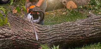 How Our Tree Care Process Works  in  Dublin, TX