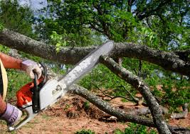 Seasonal Cleanup (Spring/Fall) in Dublin, TX