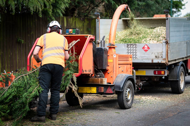 Reliable Dublin, TX Tree Services Solutions